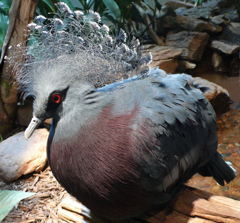 day, exotic, vertebrate, close up, outdoors, bird, no people, feather, close-up, feathers, high angle view, focus on foreground, animals in captivity, zoo