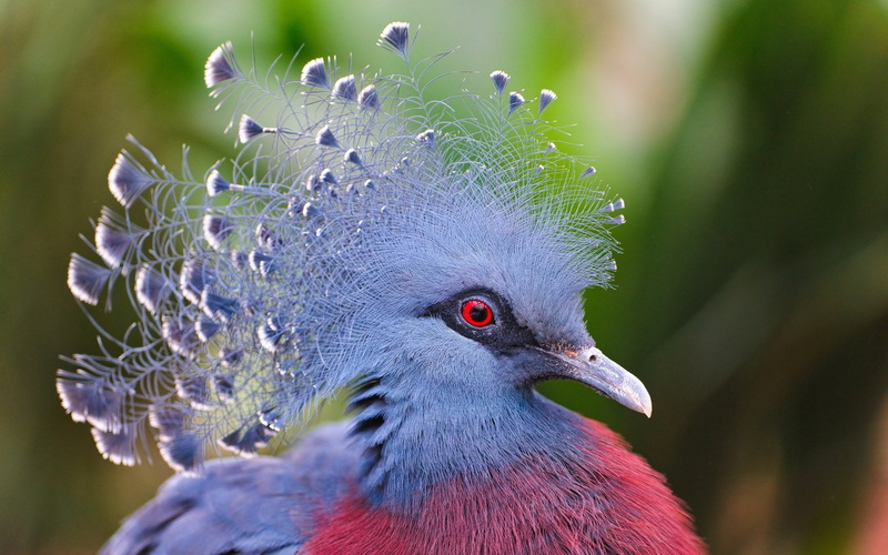 animal, profile view, Birds, focus on foreground, beauty in nature, animal themes, blue, plant, vertebrate, 1080P, outdoors, nature, no people, Victoria Crowned Pigeon