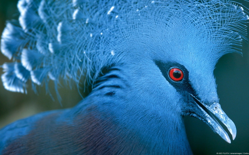 birds, nature, pigeons, crowned, 1080P, victoria, pigeon, animals
