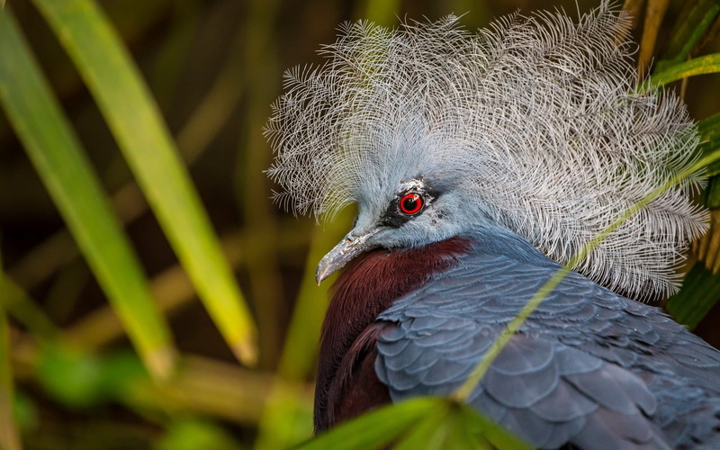 victoria crowned pigeon, 1080P