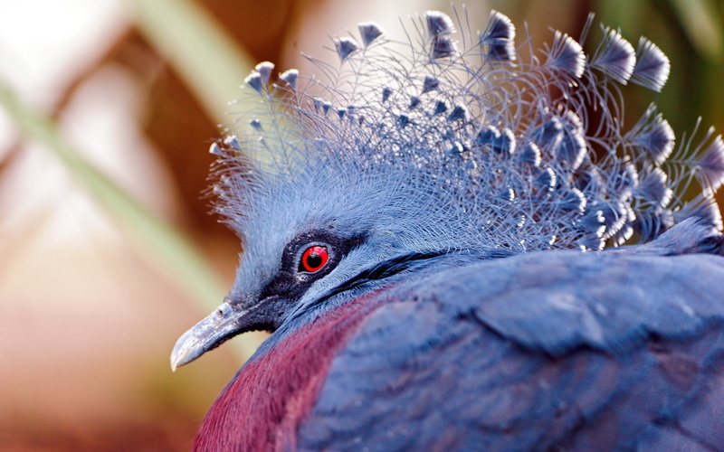 2K, victoria, pigeons, crowned, nature, birds, pigeon