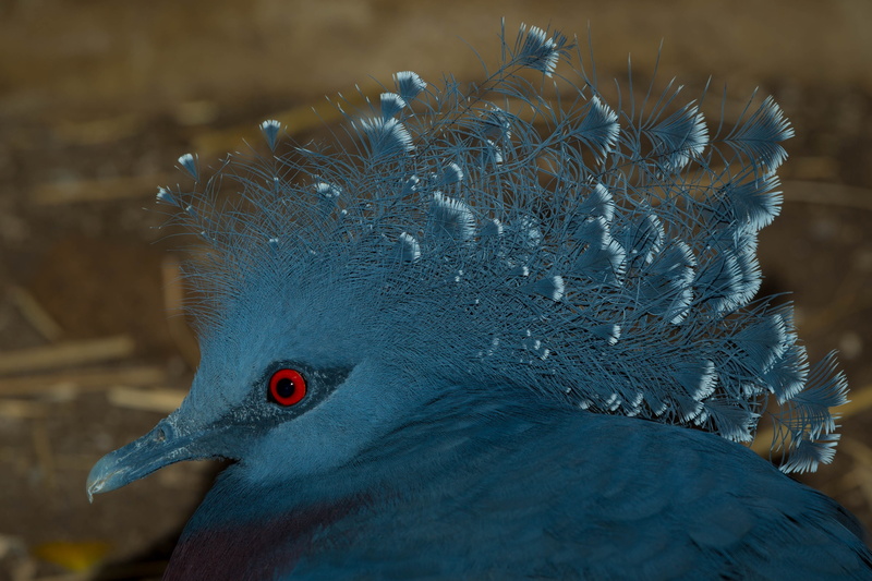 bird, blue, 4K, nature, victoria crowned pigeon, pigeon, vertebrate, animals crest, tropical, animal, beauty in nature, bird kingdom, day, focus on foreground