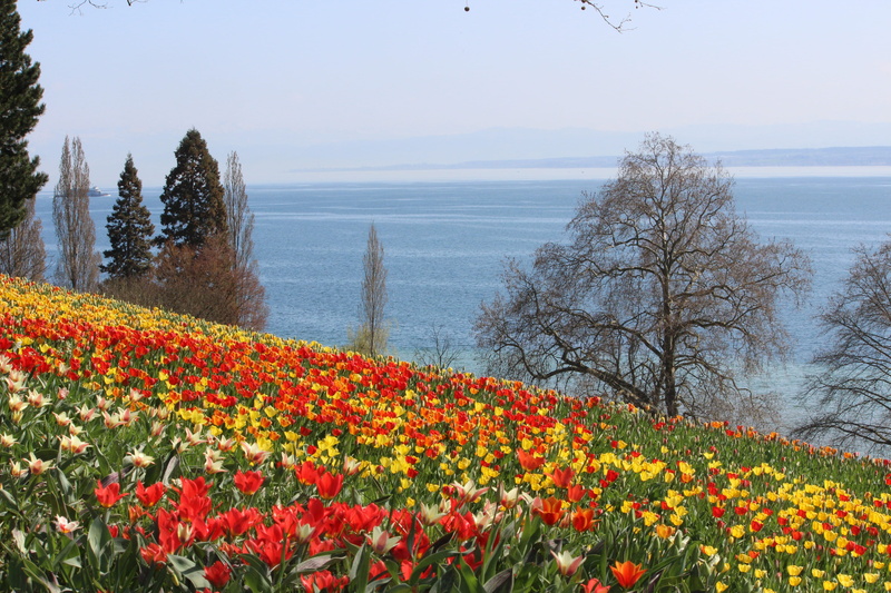 tranquil scene, sea, outdoors, land, freshness, lake, flower head, Spring, scenics - nature, Tulips, yellow, red, scenics, day, vulnerability, sky, 5K