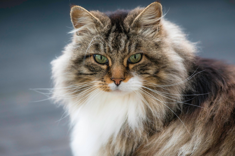 cat, 5K, fluffy, Norwegian forest cat, muzzle, look, portrait