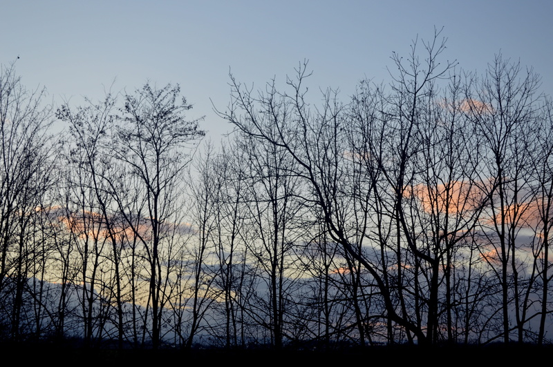 tranquil scene, plant, land, branch, day, woodland, Landscape, winter landscape, Tree, contrast, bare tree, cloud - sky, outdoors, branches, sunset, autumn