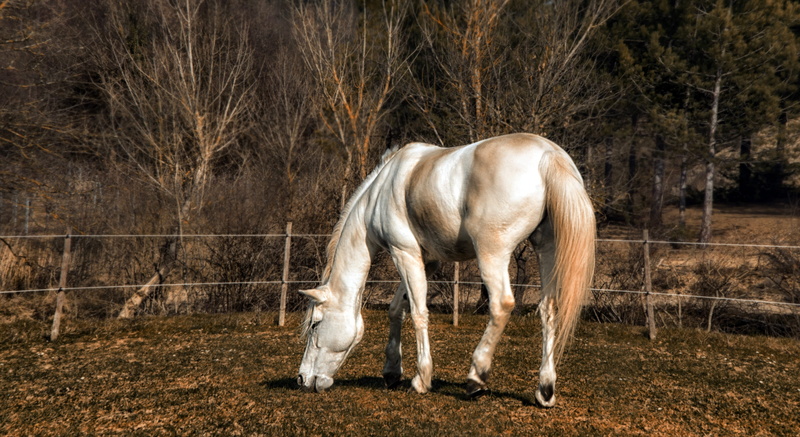 4K, animal themes, animal, white, vertebrate, pets, no people, outdoors, mammal, bare shaft, foliage, one animal, grazing, land, winter landscape, agriculture