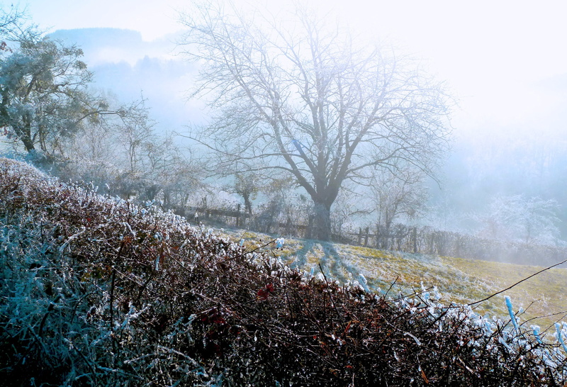 beauty in nature, field, bare shaft, flowering plant, land, day, 2K, frost, winters, winter landscape, tranquil scene, flower, cold temperature, scenics - nature