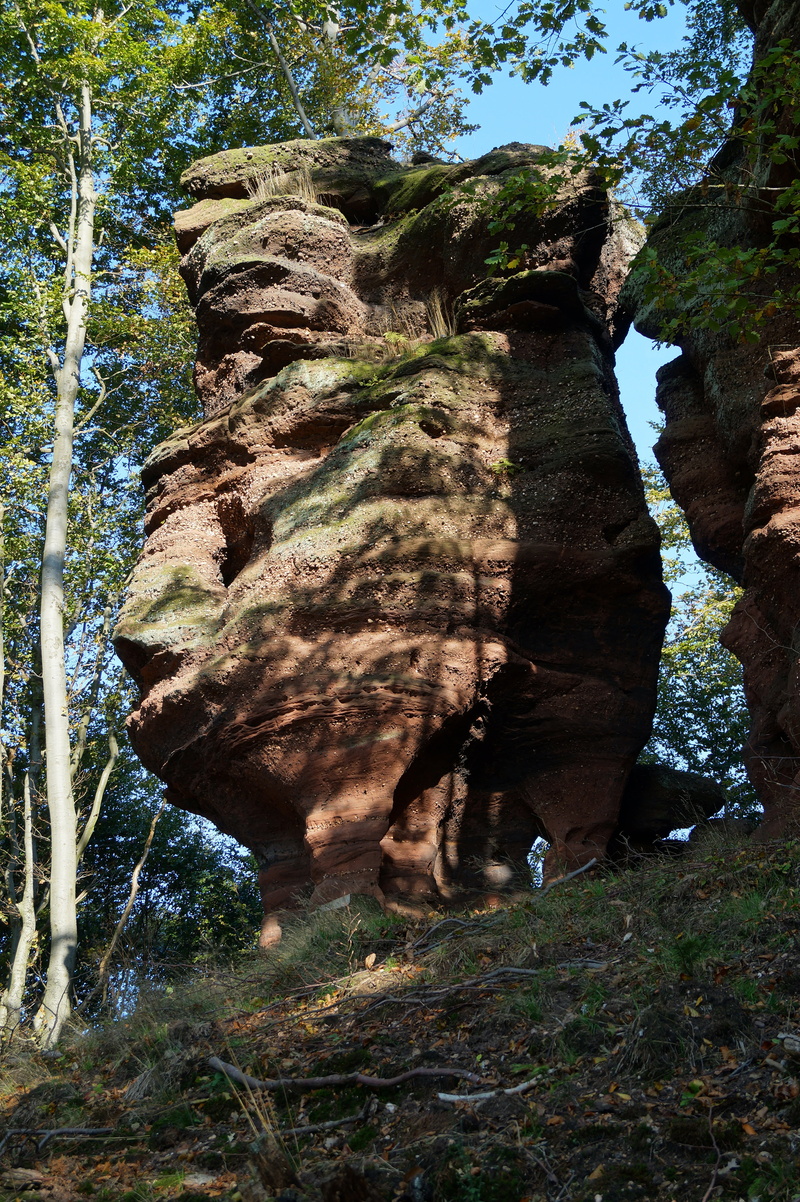 eroded, rock formation, tree, rock, alsace, solid, forest, france, day, 5K, plant, sunlight, growth, geology, rock - object, low angle view, nature, vosges north
