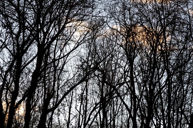 france, sunset, tranquil scene, beauty in nature, lower rhine, land, wood, tree trunk, nature, woodland, sky, outdoors, trees, low angle view, plant, no people