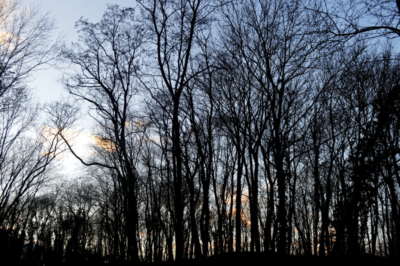 outdoors, trees, non-urban scene, sky, forest, tranquility, woodland, 5K, branch, nature, treelined, low angle view, tree trunk, wood, tranquil scene