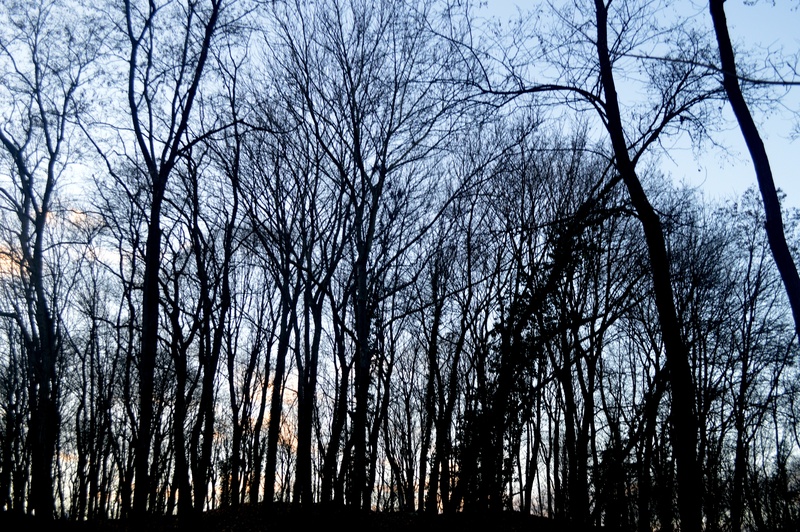 branch, tree trunk, beauty in nature, 5K, silhouette, plant, tranquility, scenics - nature, alsace, no people, forest, low angle view, trees, nature, tree