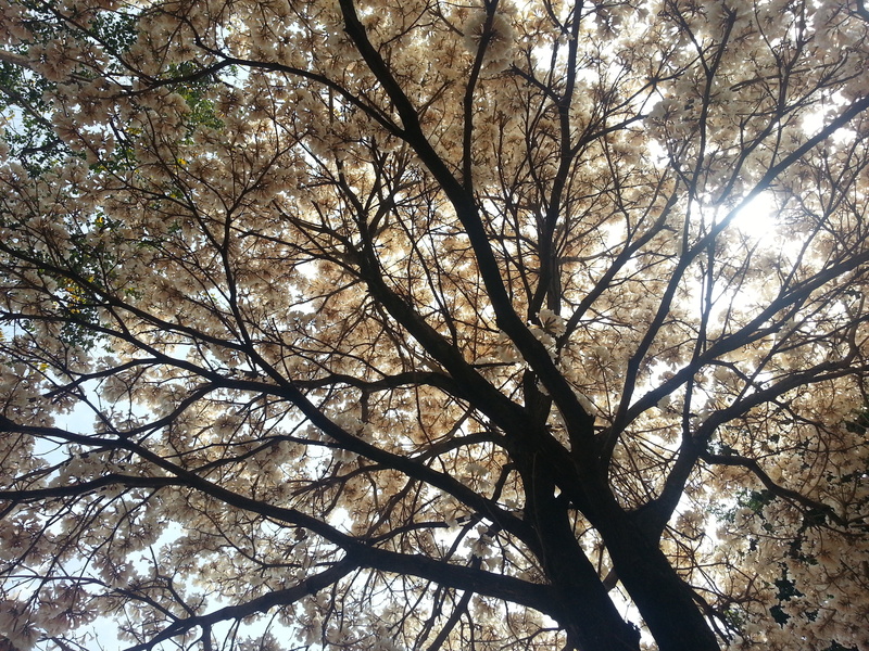 no people, tree, sunlight, nature, beauty in nature, against light, 2K, plant, growth, low angle view, non-urban scene, light, tree canopy, scenics - nature