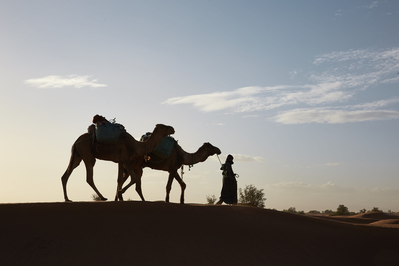 pair, cameleer, pets, domestic, mammal, horseback riding, outdoor, domestic animals, vertebrate, africa, animal wildlife, sky, horse, against the light