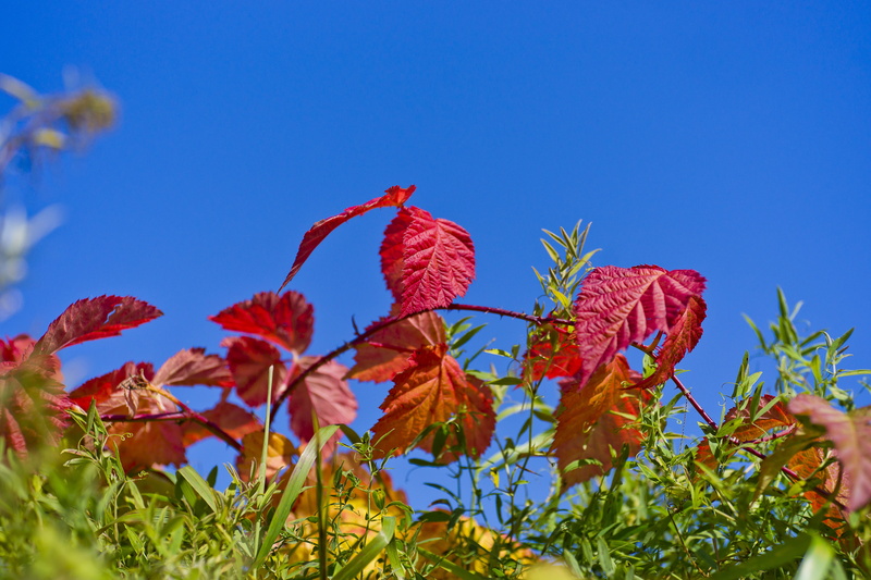 vibrant color, leaves, ornament, decorative, sunny day, bright, autumn forest, plant, against, close-up, sky, nature, branch, natural, texture, red, growth