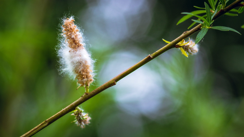 plant, outdoors, branches, flower, growth, no people, nature, focus on foreground, line, close-up, vulnerability, bokeh, day, kittens, plant stem, branch