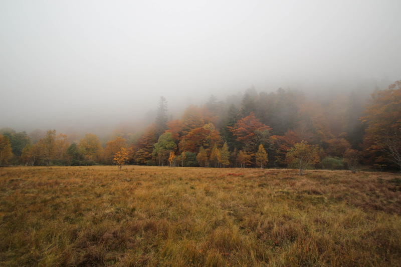 non-urban scene, change, grass, outdoors, parc naturel régional des ballons des vosges, tree, land, beauty in nature, scenics - nature, nature, colours