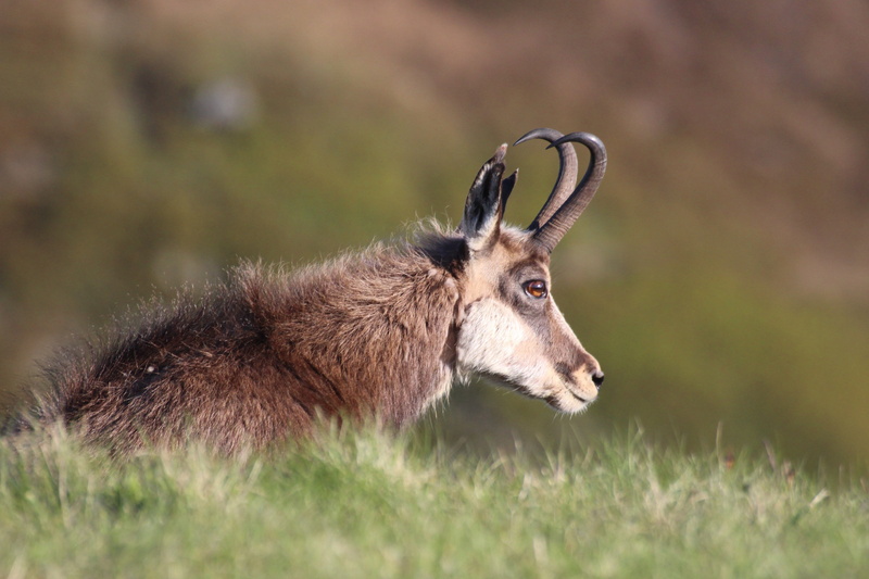 5K, animal wildlife, day, one animal, profile view, selective focus, animal head, chamois, vertebrate, field, no people, animal, plant, animals in the wild