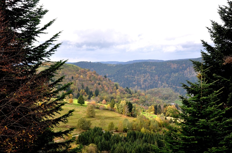 idyllic, day, landscape, growth, fall, environment, cloud - sky, 2K, tree, non-urban scene, coniferous tree, outdoors, plant, vosges, beauty in nature