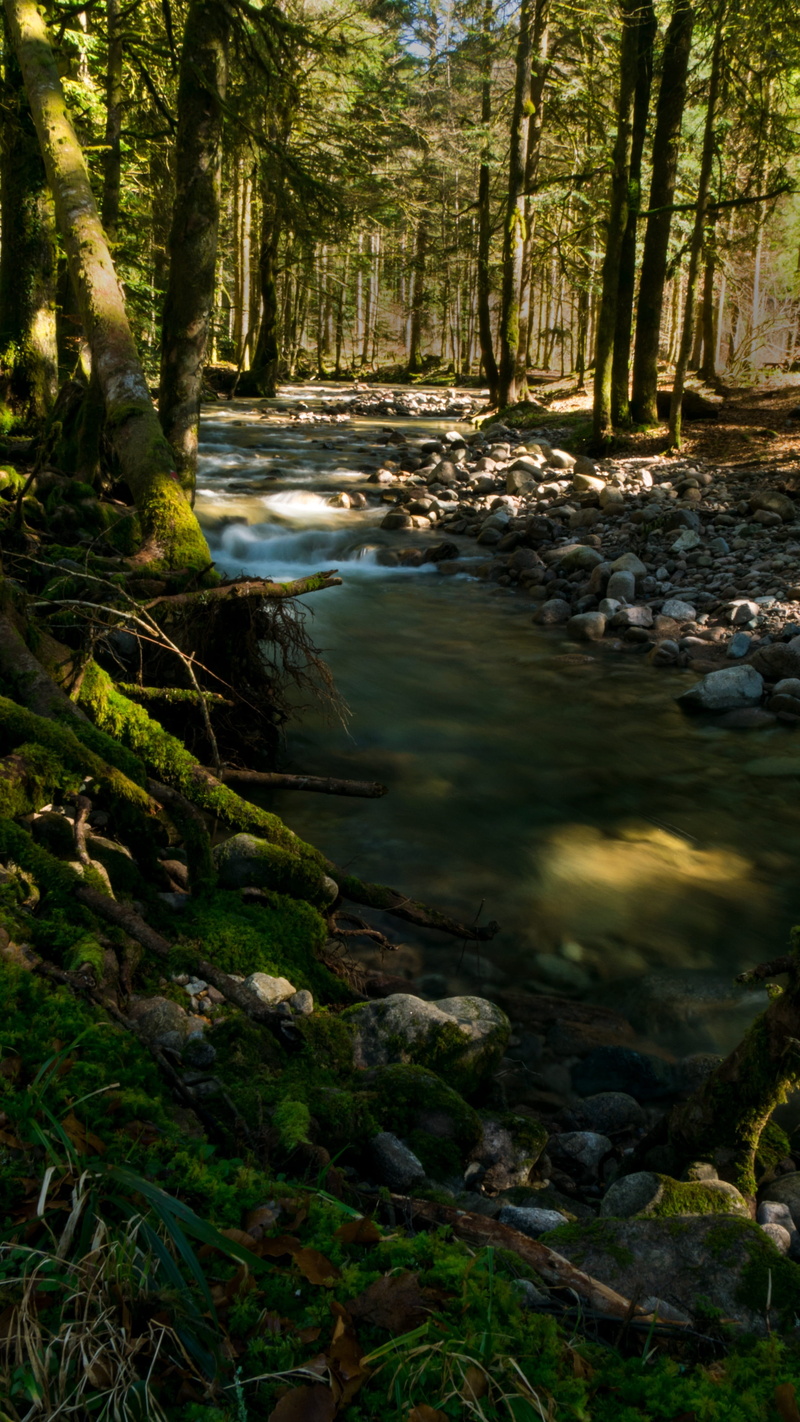 outdoors, land, green, mountains, plant, river, tree, landscape, 4K, scenics - nature, day, stream - flowing water, beauty in nature, tree trunk, creek