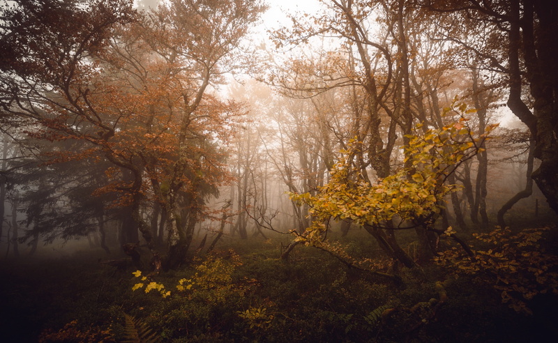 Morning, Deciduous, Mist, Forest, Autumn, Hautes Vosges, Nature, Foggy, Natural light, 2K, Vosges, October, Trees, Mountain, Colors, Forests, humidity