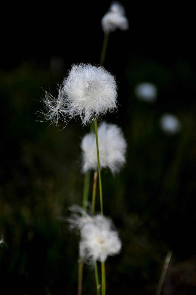 outdoors, no people, growth, fragility, cotton plant, flower, softness, nature, plant stem, bog, flower head, inflorescence, plant, cotton grass, freshness