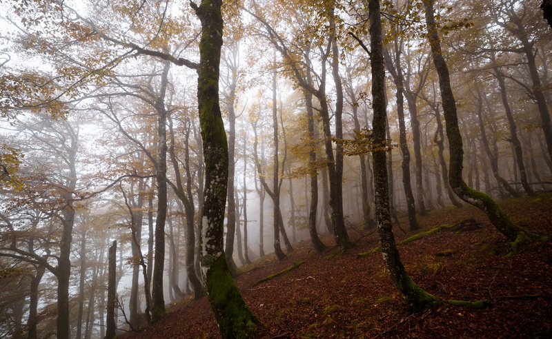 October, Mountain, Vosges, Forest, Nature, Morning, Wild, Foggy, Trees, Europe, fog, Natural light, Deciduous, 2K, Fall, Landscape, Hautes Vosges, Lightroom