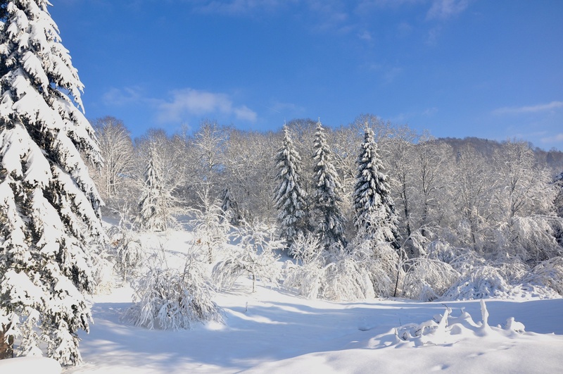 tranquil scene, cold - Temperature, fir Tree, cold temperature, no people, coniferous tree, sky, landscape, nature, tree, frost, season, white, frozen