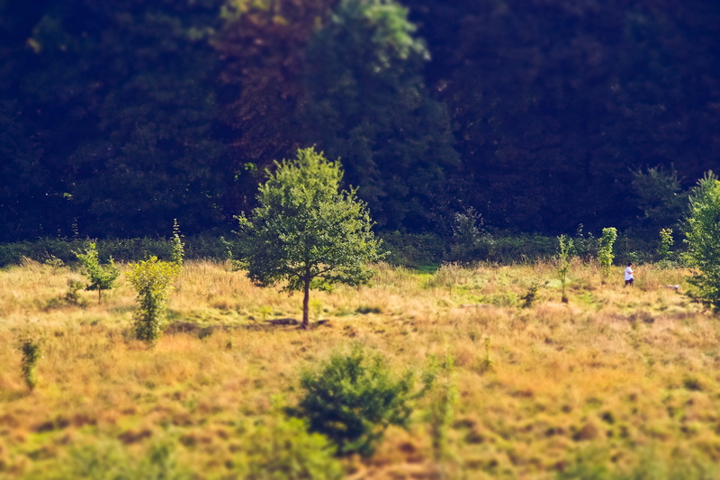 walk, tranquility, tranquil scene, nature, miniature effect, tilt shift, lighting, scenics - nature, light, plant, forests, back light, day, morning, outlook