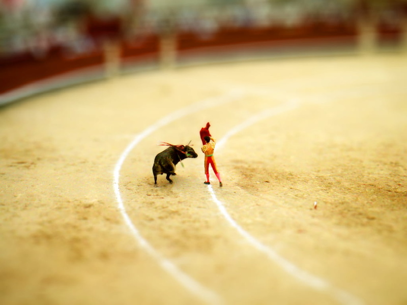vertebrate, outdoors, people, miniature, 480P, Bull Fighting, full length, domestic animals, domestic, small, running, black, mammal, bull, fighting, canine