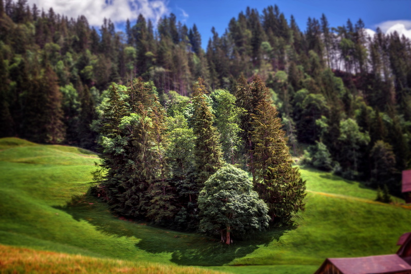 effect, Miniature Forest, 5K, trees, treatment, forest