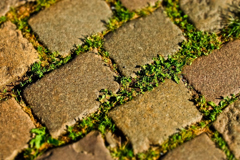 joints, structure, paved, pattern, area, high angle view, close-up, natural stone, footpath, outdoors, full frame, nature, stones, day, stone, moss, patch
