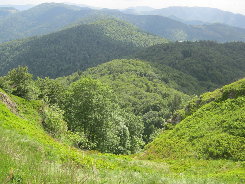non-urban scene, scenics - nature, tree, mountain range, land, nature, plant, idyllic, tranquility, 2K, day, beauty in nature, tranquil scene, growth