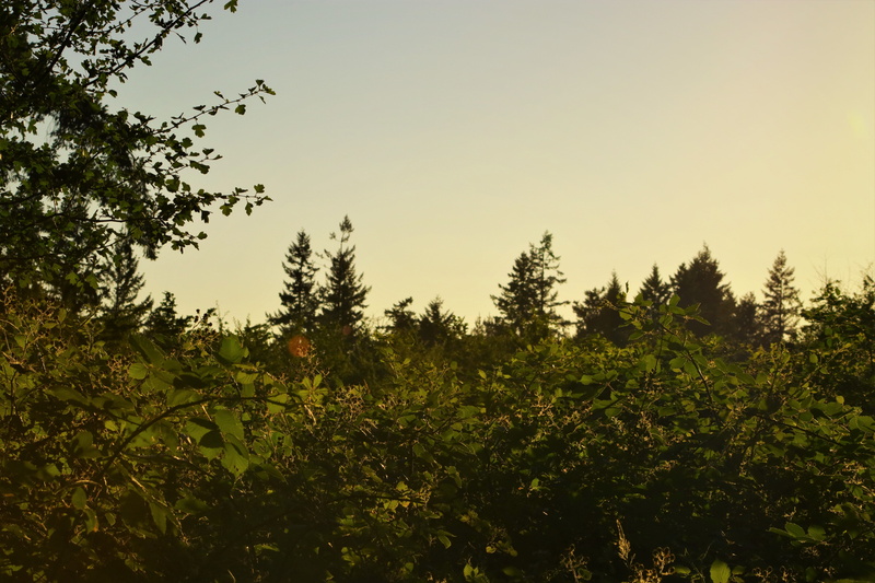 clear sky, nature, 5K, leaf, low angle view, non-urban scene, land, plant part, scenics - nature, leaves, blackberry, tree, day, growth, plant, plants