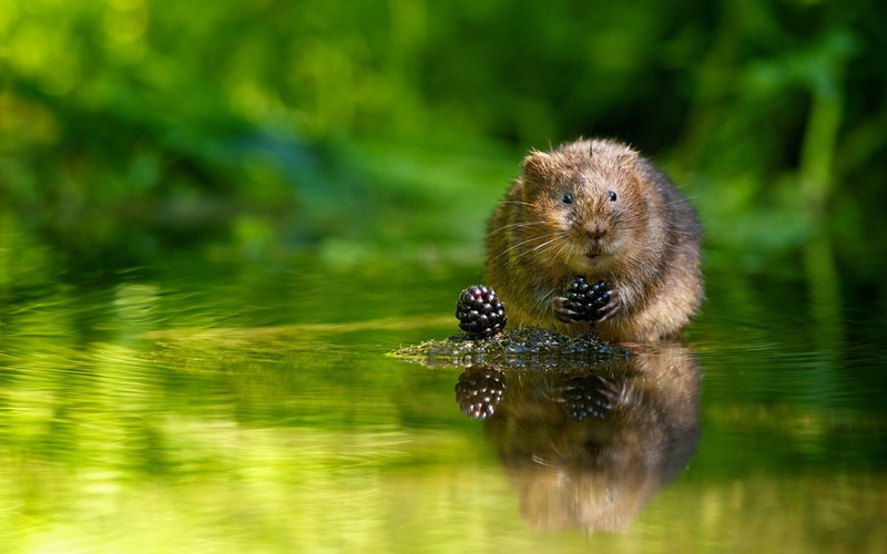 water vole, water, vole, 1080P, Berries, water rat, blackberries