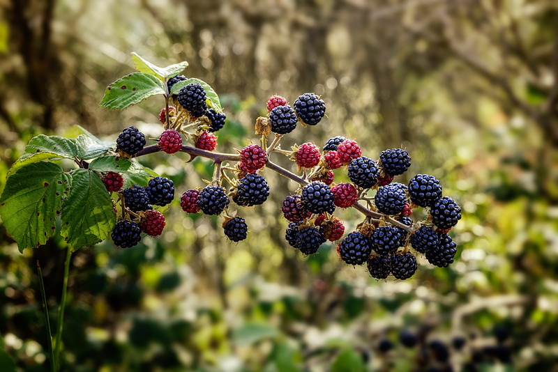 fruit, freshness, rubus fruticosus, muron, berry fruit, close-up, edible, growth, day, outdoors, food and drink, nature, plant, blackberry - fruit, healthy eating