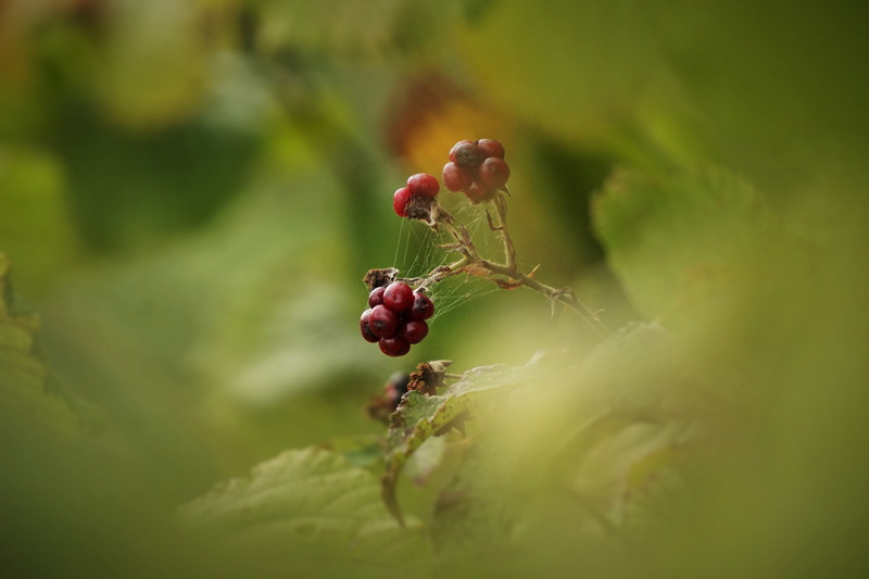 outdoors, bramble, rose hip, day, berry fruit, growth, healthy eating, bush, red, close-up, wellbeing, plant, selective focus, 5K, forest, leaves, no people