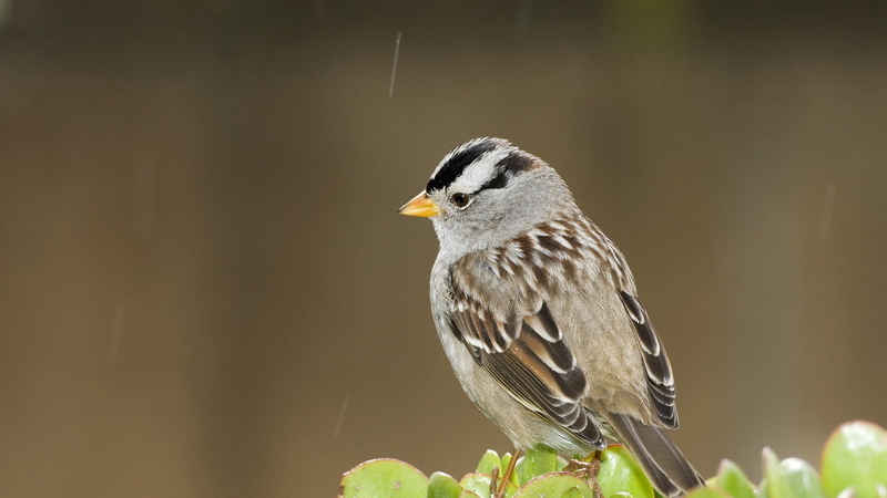 looking away, vertebrate, animal themes, side view, no people, bird, focus on foreground, young, art, feather, wildlife, plant, nature, game, cartoon, 1080P