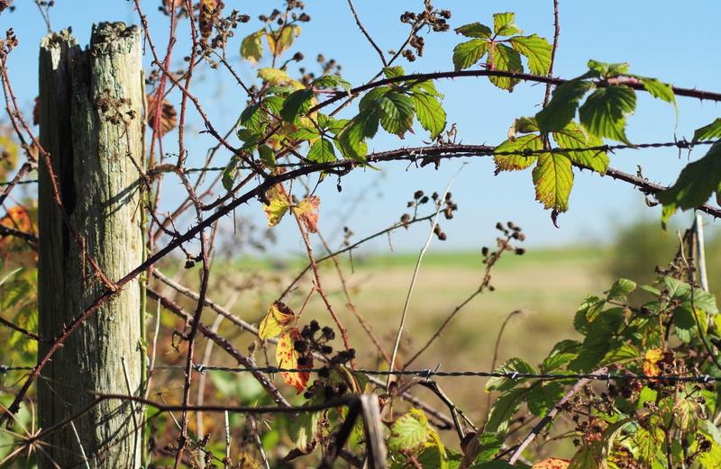 agriculture, nature, focus on foreground, meadow, Post, branch, day, no people, outdoor, 1080P, land, Leaves, summer, barbedwire, sky, barrier, Countryside