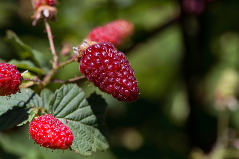 sweet Food, raspberries, beer garden, focus, outdoors, photography, plant, healthy Eating, growth, leaf, lychee, wellbeing, tree, berry Fruit, mature, food