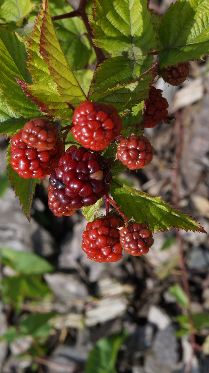 fruit, nature, red, wellbeing, bush, berry fruit, healthy eating, 5K, leaf, growth, day, focus on foreground, immature, fruits, food and drink, outdoors