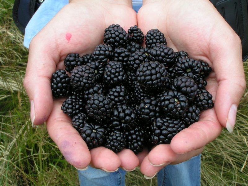 one person, ripe, bramble, fruit, holding, wellbeing, human body part, food, human hand, blackberry - fruit, freshness, summer, lifestyles, finger, close-up