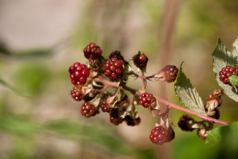 plant, healthy eating, shrub, brambles, selective focus, berry fruit, blackberry, outdoors, fruit, food, ripe, forest, natural condition, 4K, close-up