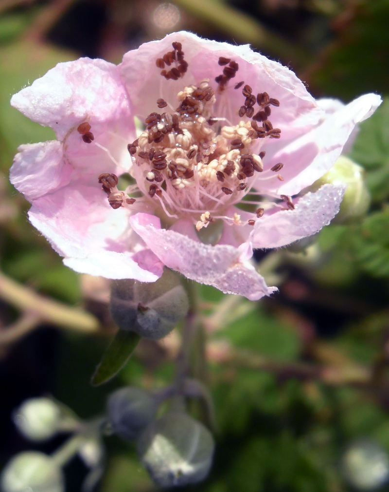 roses, nature, day, freshness, flowering plant, fragility, petal, leaves, growth, purple, pollen, beauty in nature, blackberries, outdoors, pink color