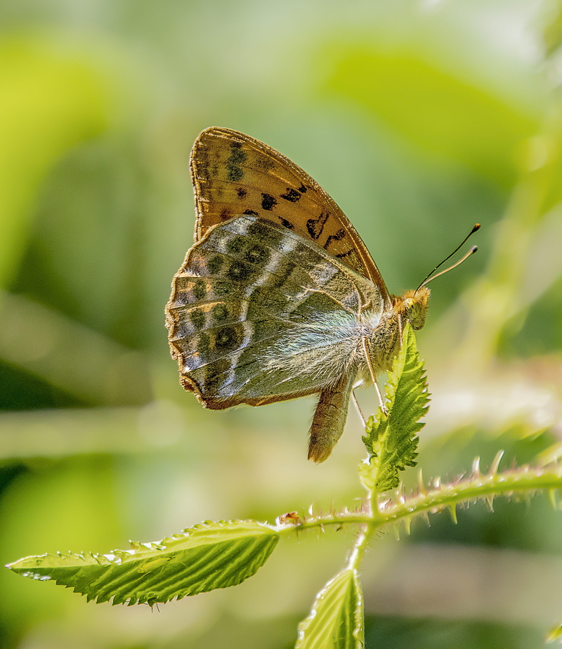 close, insect, plant part, beauty in nature, one animal, flower, focus on foreground, leaf, wings, 4K, animal wildlife, delicate, invertebrate, plant