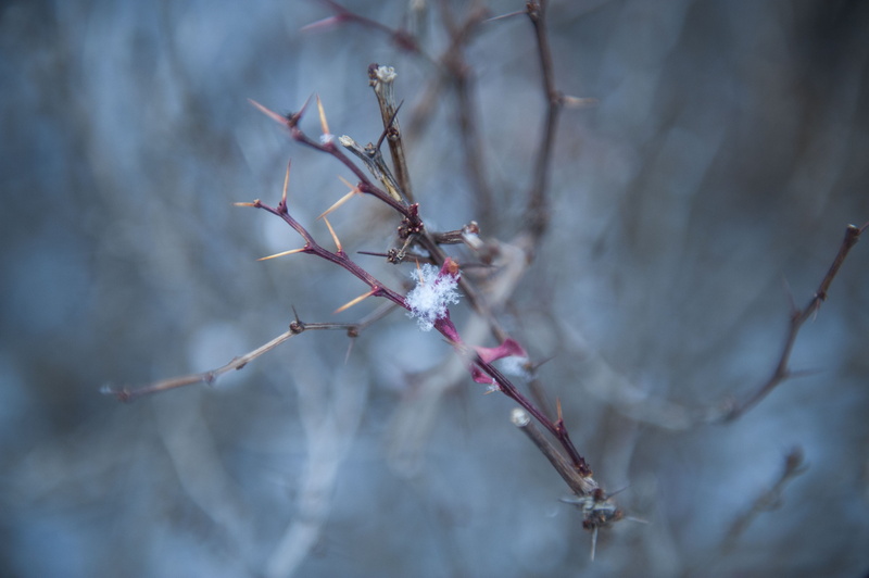 close-up, white, twig, fragility, petal, sprout, 4K, clustered, brambles, nature, growth, weather, geranium, branch, no people, animal, flare, flowers