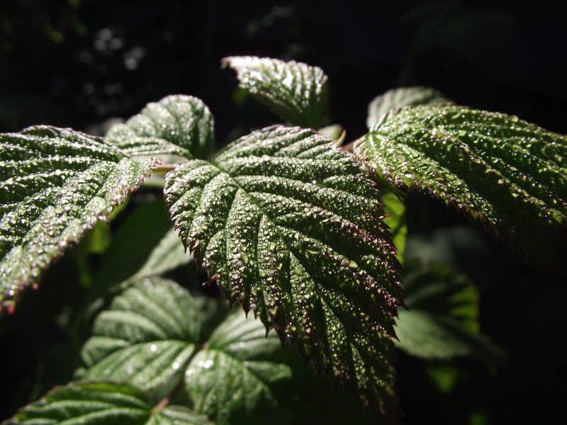 flora, morgentau, green, coniferous tree, leaves, blackberry leaves, plant part, texture, outdoors, green color, no people, botany, selective focus, day
