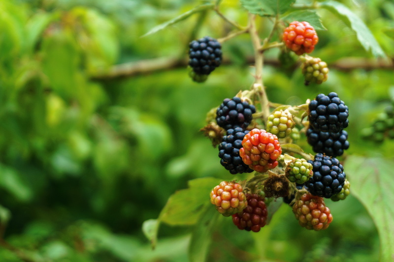 day, blackberry - fruit, food, outdoors, healthy eating, fruits, prickly, eat, focus on foreground, fruit, growth, blackberries, bramble, tree, close-up