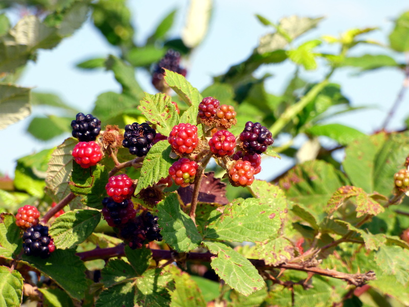 4K, growth, brambles, green color, tree, berries, no people, ripe, blackberries, day, focus on foreground, beauty in nature, red fruits, leaf, healthy eating