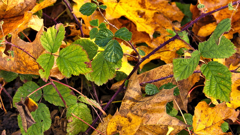 outdoors, sunlight, Blackberry, beauty in nature, berries, colorful, plant, plant part, land, leaf vein, thorns, bush, high angle view, food, semi mature
