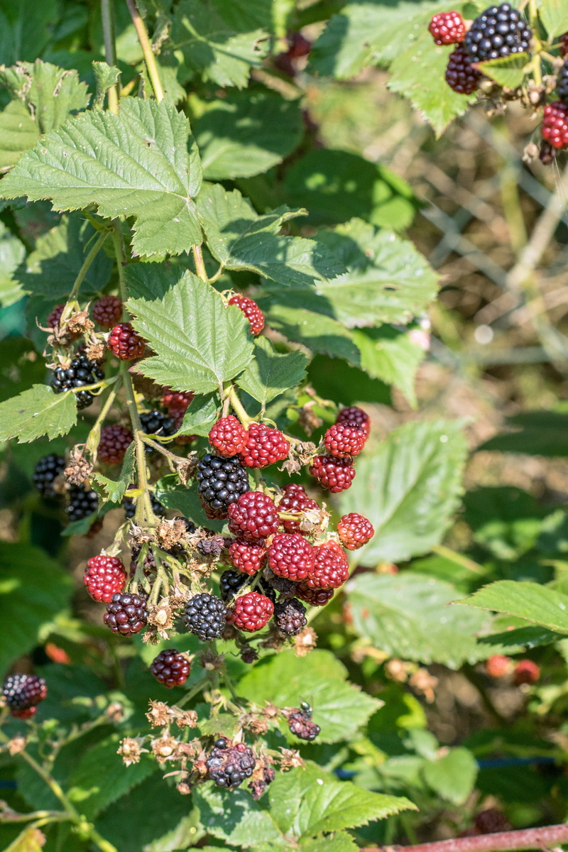 day, healthy eating, beauty in nature, ripe, vitamin c, red, 2K, nature, freshness, green color, berry fruit, berries, plant, vitamins, wellbeing, blackberries